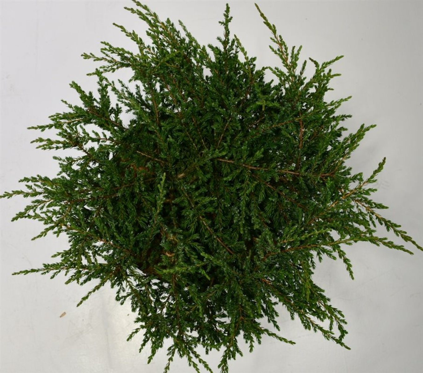 Juniperus comm. 'Repanda' - C12 50-60 CM